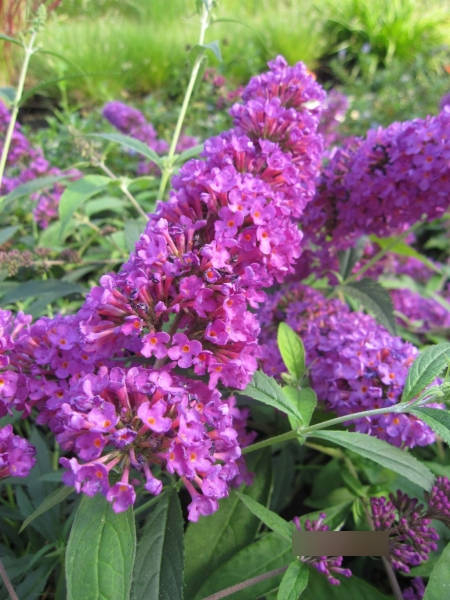 Buddleja davidii Tutti Frutti - Zwerg-Sommerflieder Tutti Frutti